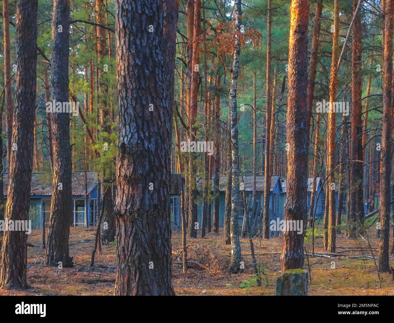 Bungalows nella foresta, Isumrudnyi campo di vacanza per bambini, Lost Place, Cernobyl zona di esclusione, Ucraina, Europa orientale Foto Stock