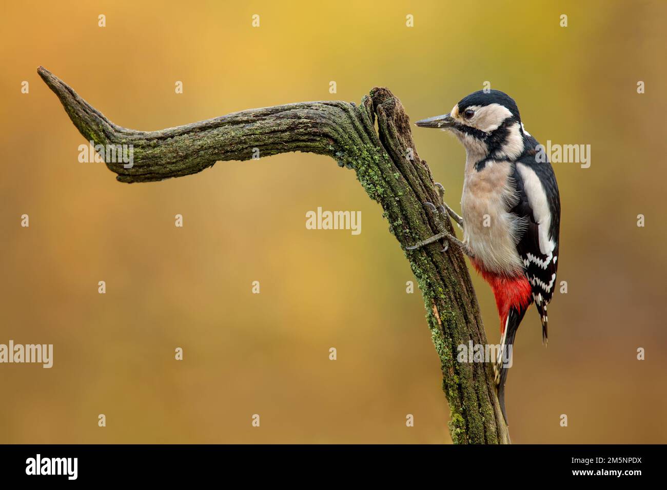 Picchio macchiato, Dendrocopos major, che mostra il caratteristico piumaggio nero, bianco e rosso di questo diffuso uccello boschivo europeo. Foto Stock