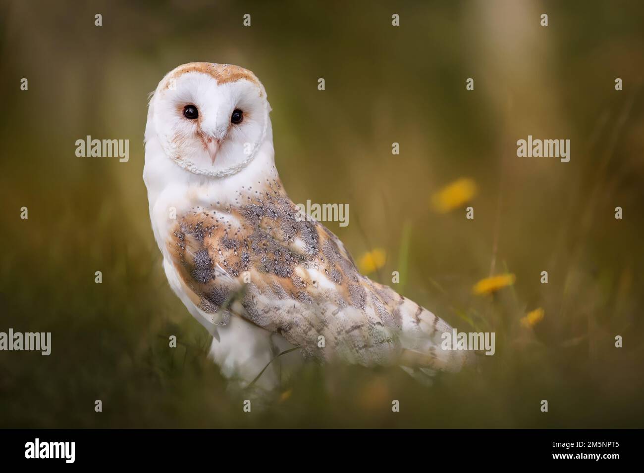 Gufo di Granaio europeo (Tyto Alba) in erba lunga con bella retroilluminazione. Notte notturna caccia civetta bianca Foto Stock