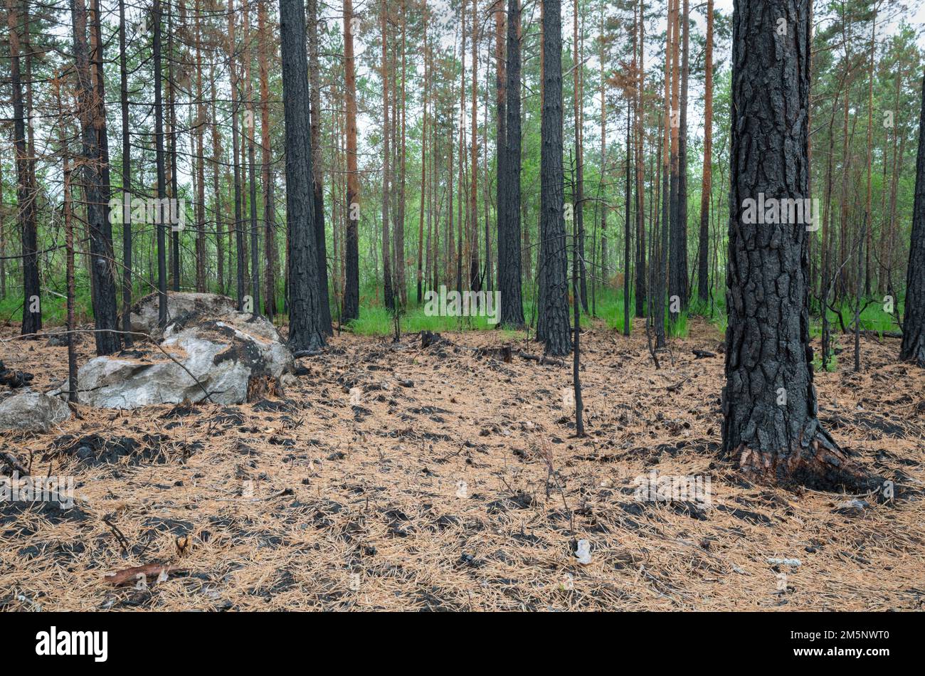 Alberi di pino bruciati dopo un incendio nella foresta in Svezia, questo habitat è importante per molti animali a rischio Foto Stock