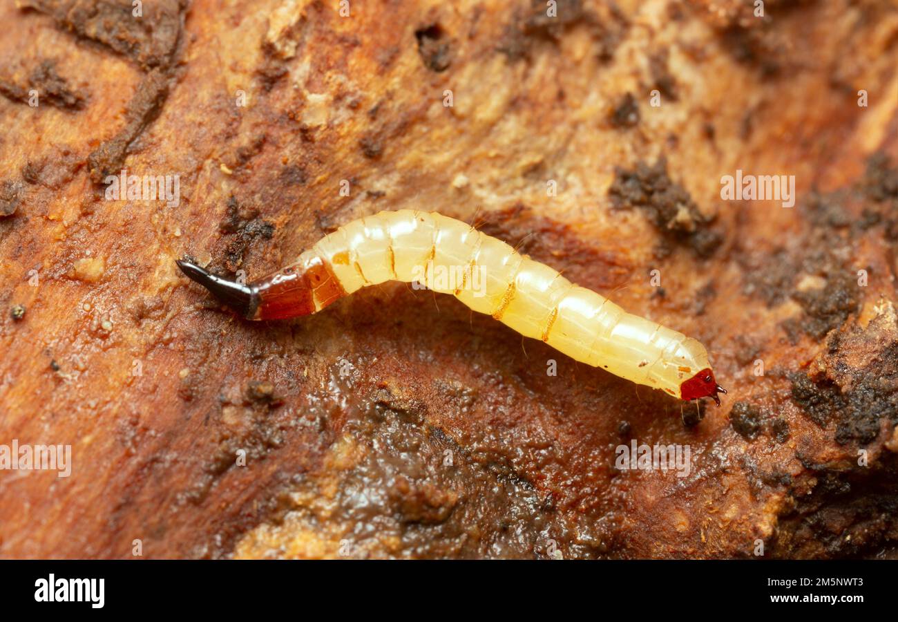 Awl-fly, larva di Xylophagus su legno di conifere, foto macro Foto Stock