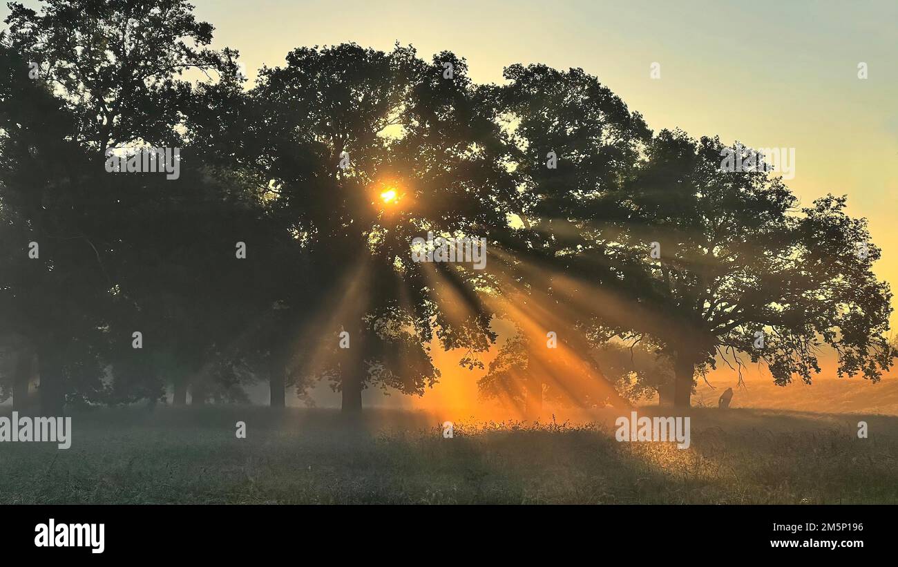 Alba, prati allagati, paesaggio pianeggiante sul Medio Elba, nebbia mattutina, gruppo di alberi, raggi di sole, querce vecchie, querce solitarie, alte Foto Stock