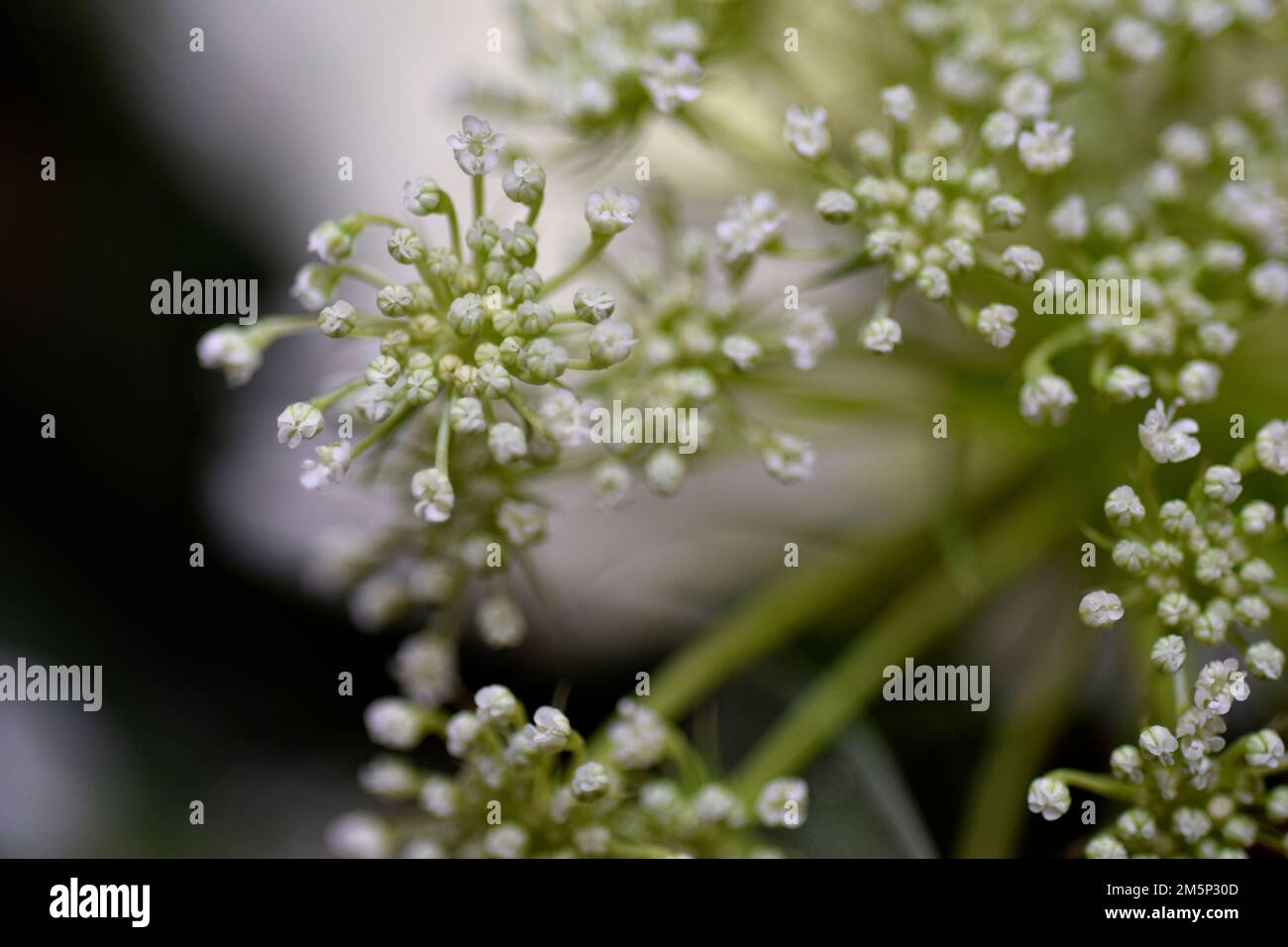 lacci Foto Stock