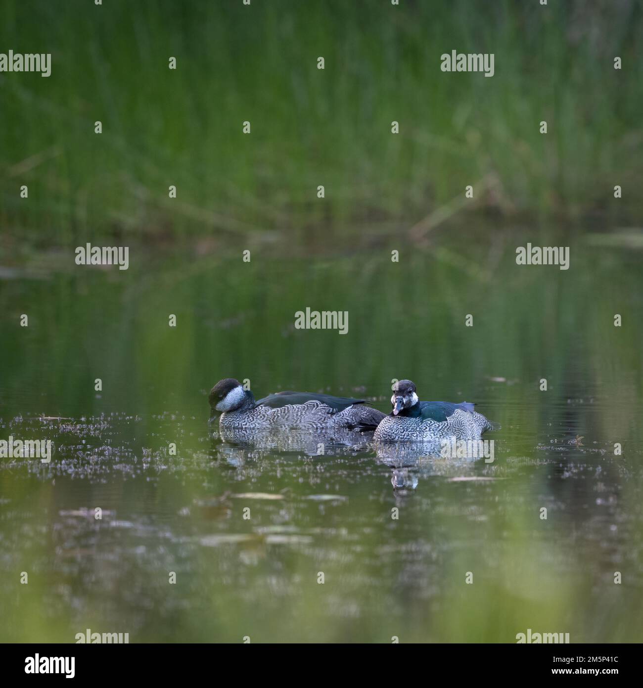 Coppia accoppiata di Pigmy-oca verde nuoto mentre si foraging per il cibo su un lago di acqua dolce Cattana Wetlands a Cairns, Queensland in Australia. Foto Stock