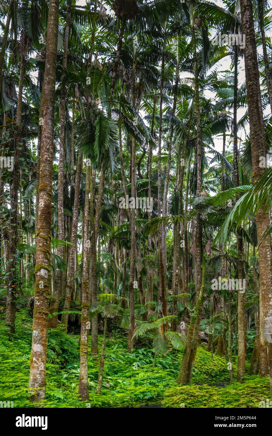 HAWAII TROPICALE BIORESERVE & GARDEN HILO HAWAII USA Foto Stock
