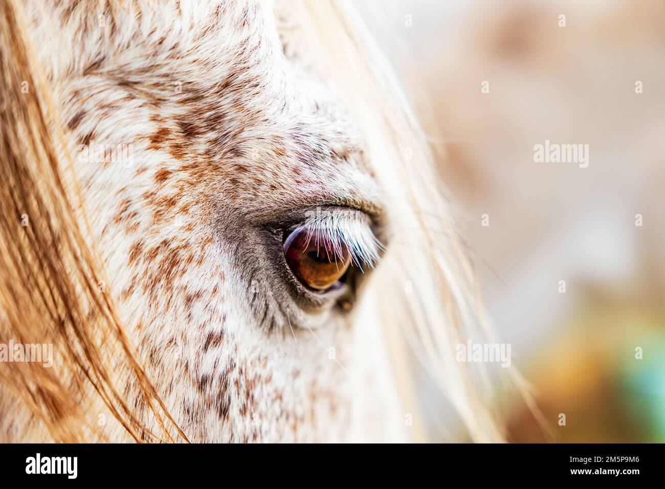 Bianco Lusitano mare, dettagli dell'occhio primo piano, cavalli occhi e criniera. Foto Stock