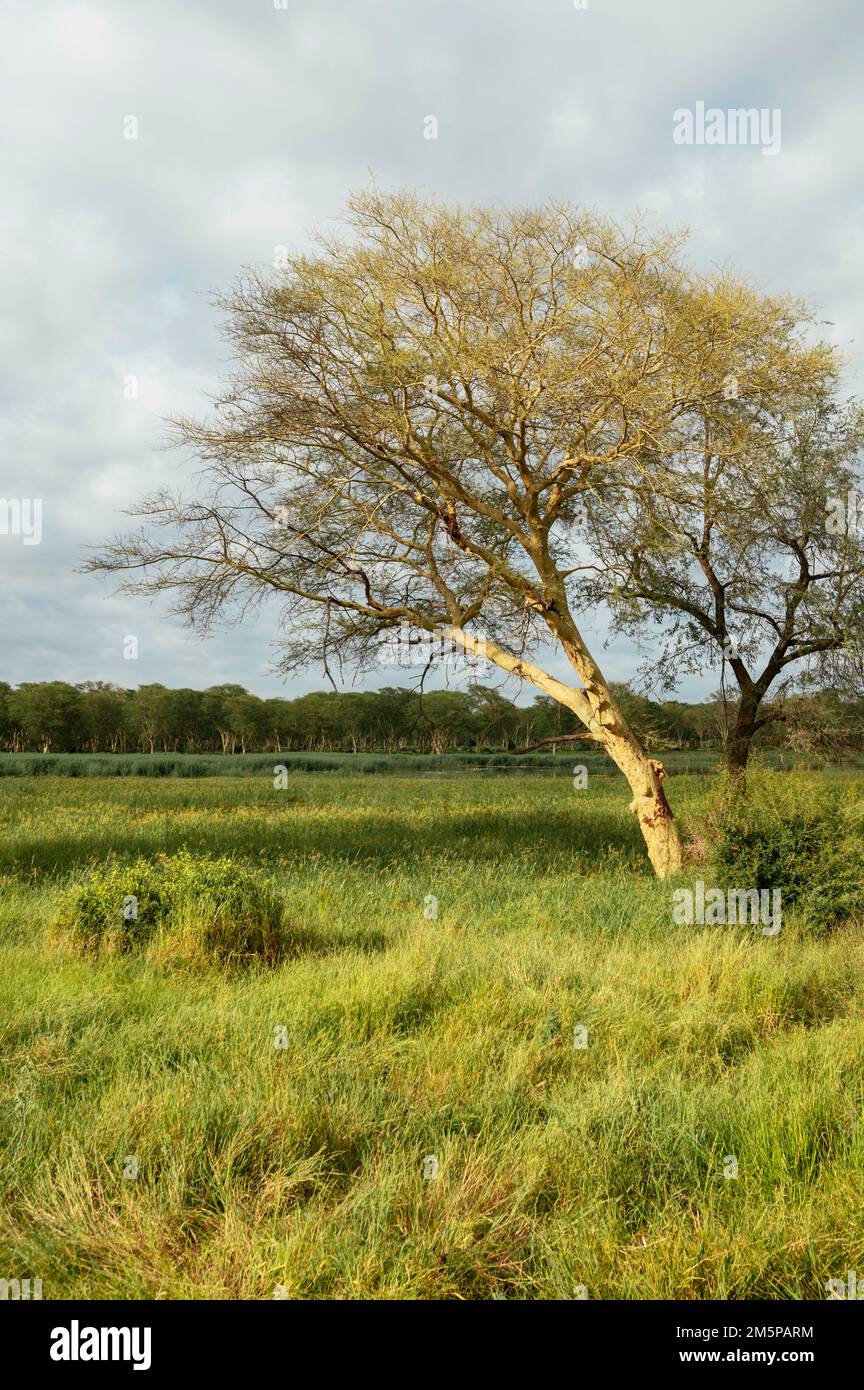 Fever Trees, Makuleke Contractual Park, Kruger National Park, Sudafrica Foto Stock