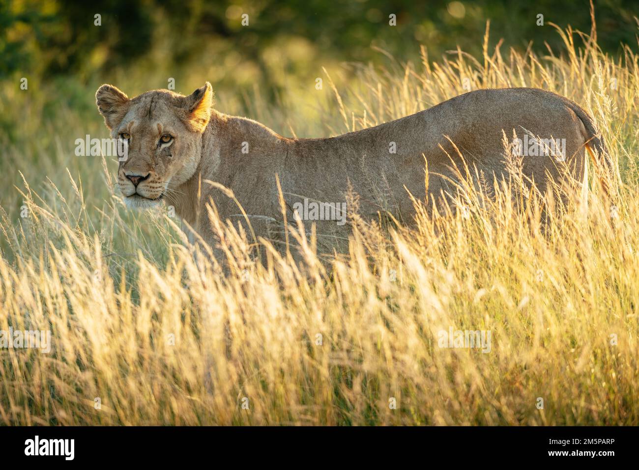Lioness, Riserva Naturale privata di Timbavati, Parco Nazionale di Kruger, Sudafrica Foto Stock