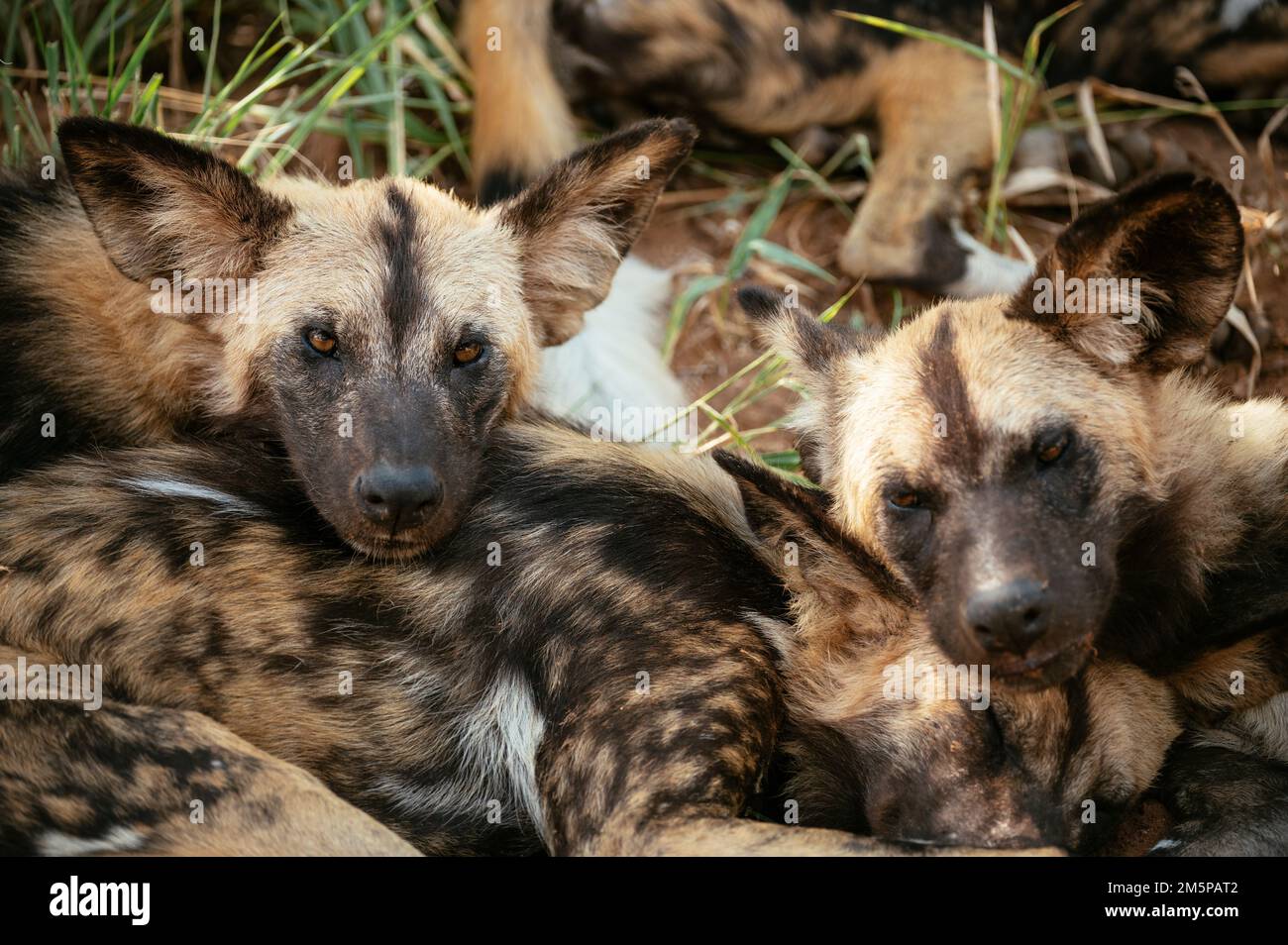 Cani selvatici africani (lupi dipinti), Riserva Naturale privata di Timbavati, Parco Nazionale di Kruger, Sudafrica Foto Stock