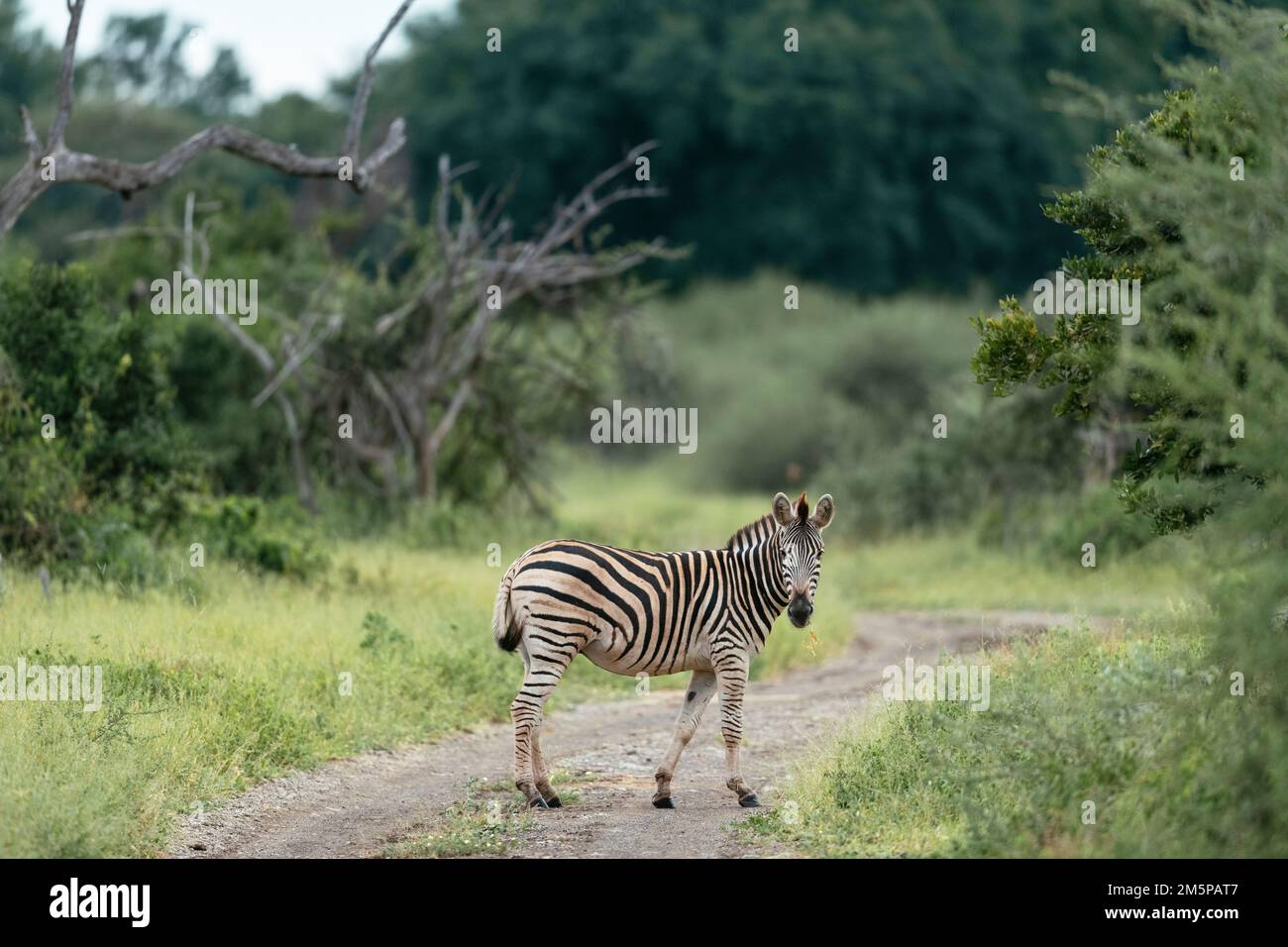 Burchell's Zebra, Makuleke Contractual Park, Kruger National Park, Sudafrica Foto Stock
