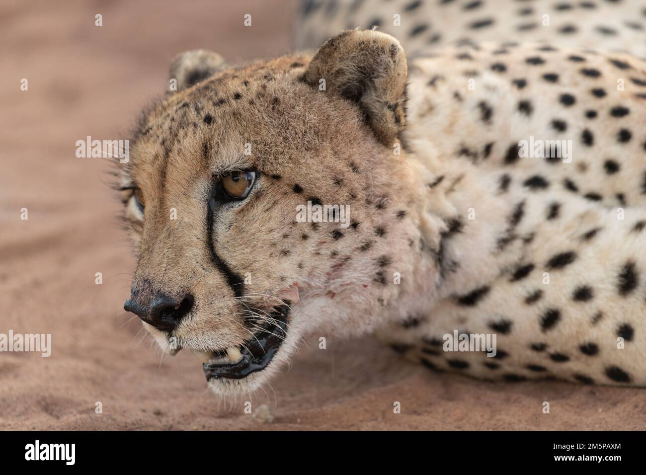 Cheetah, Marataba, Parco Nazionale di Marakele, Sud Africa Foto Stock