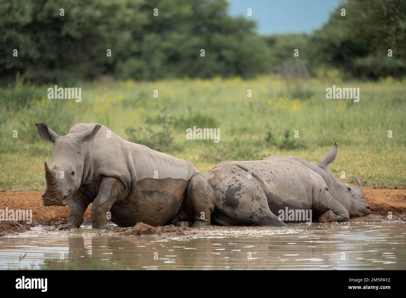 Rinoceronti bianchi che riposano a Watering Hole, Marataba, Parco Nazionale di Marakele, Sud Africa Foto Stock