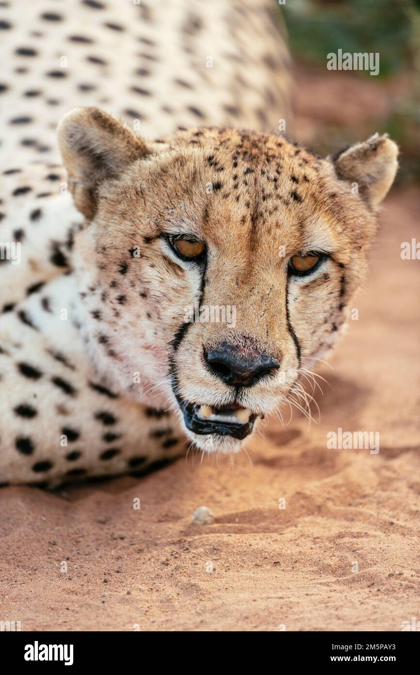 Cheetah, Marataba, Parco Nazionale di Marakele, Sud Africa Foto Stock