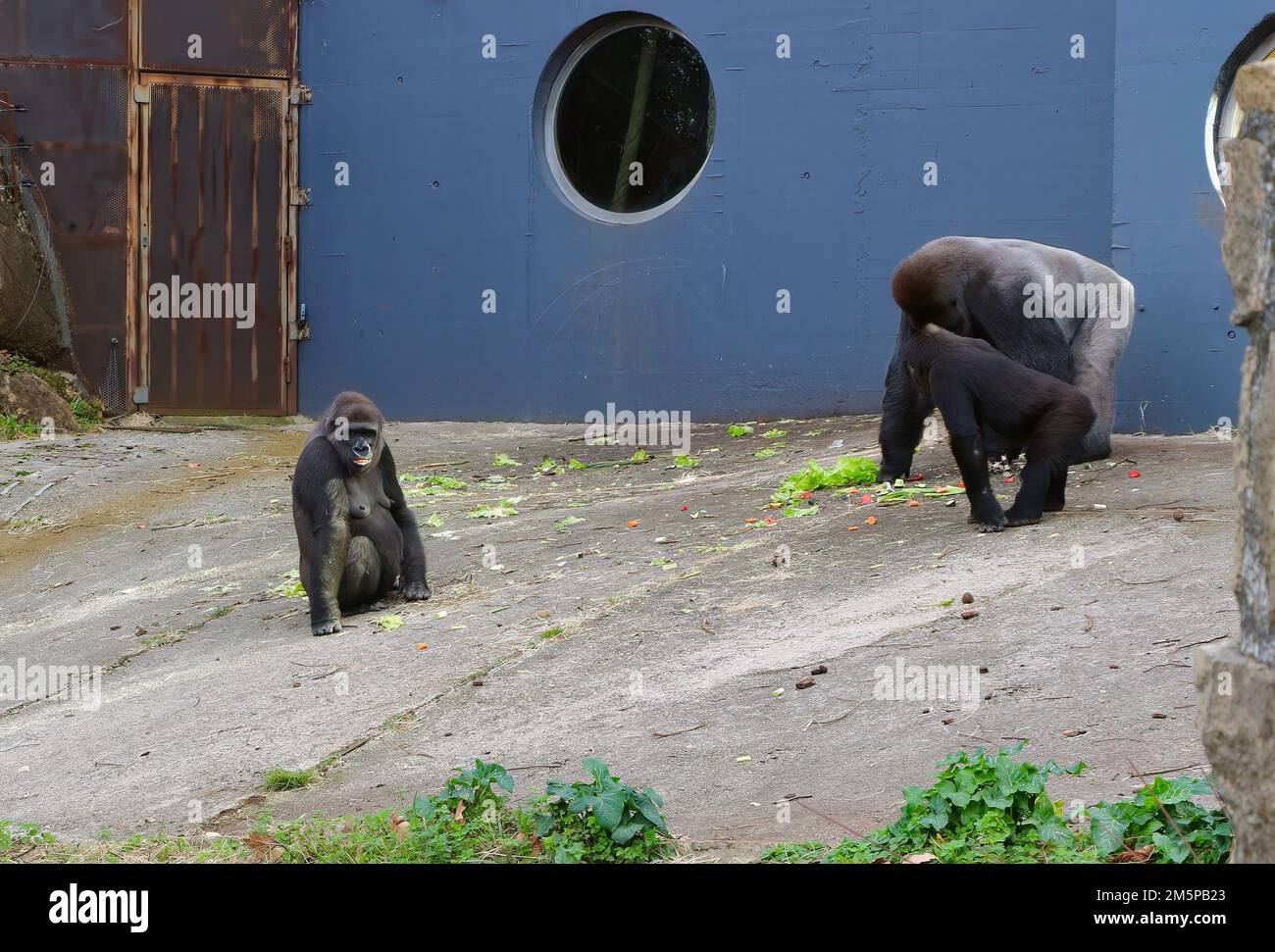 Maschio femmina e giovane femmina Western Lowland Gorillas Gorilla gorilla gorilla Cabarceno Parco Naturale Penagos Cantabria Spagna Foto Stock