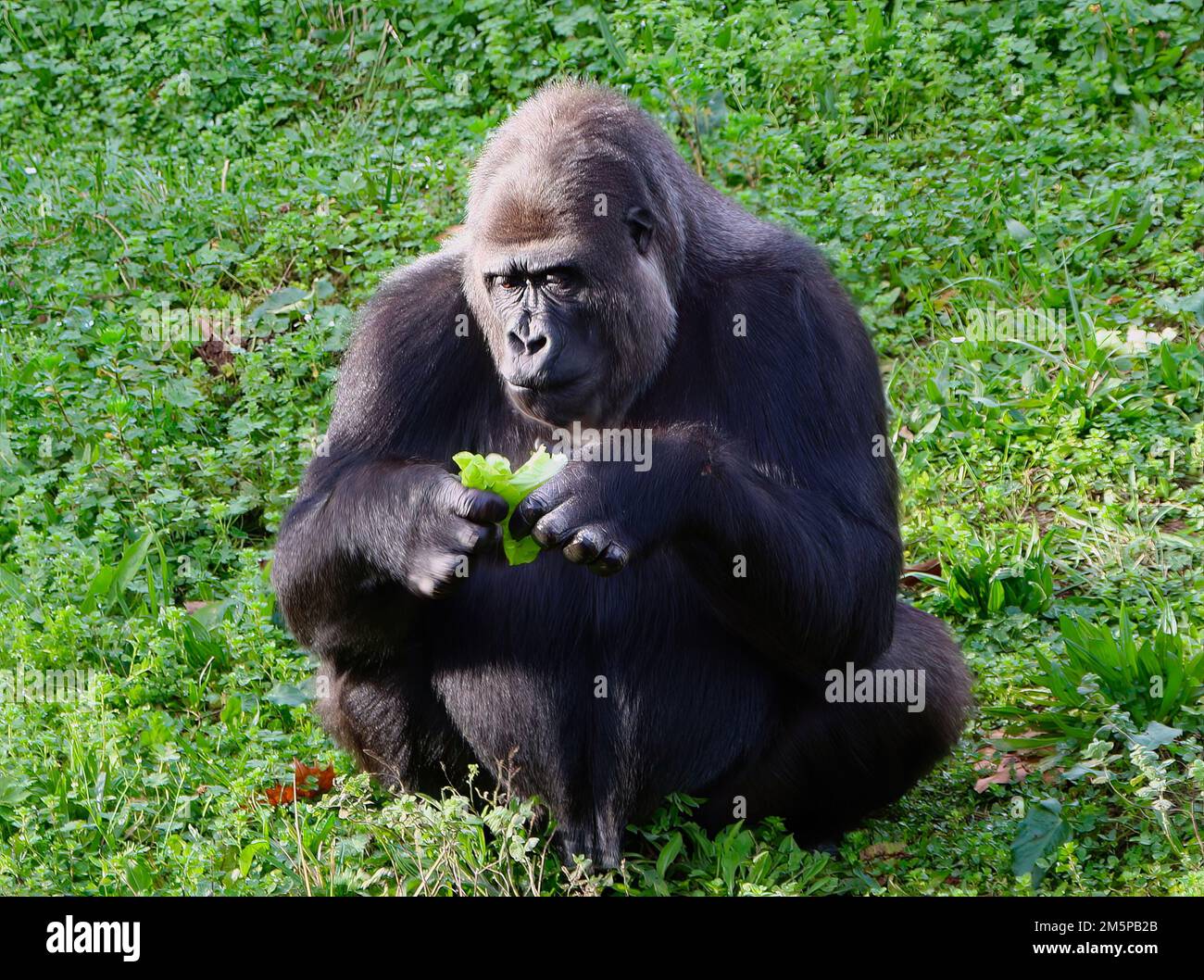 Un maschio Western Lowland Gorilla Gorilla Gorilla gorilla gorilla seduto mangiare alla luce del sole pomeriggio Cabarceno Parco Naturale Penagos Cantabria Spagna Foto Stock