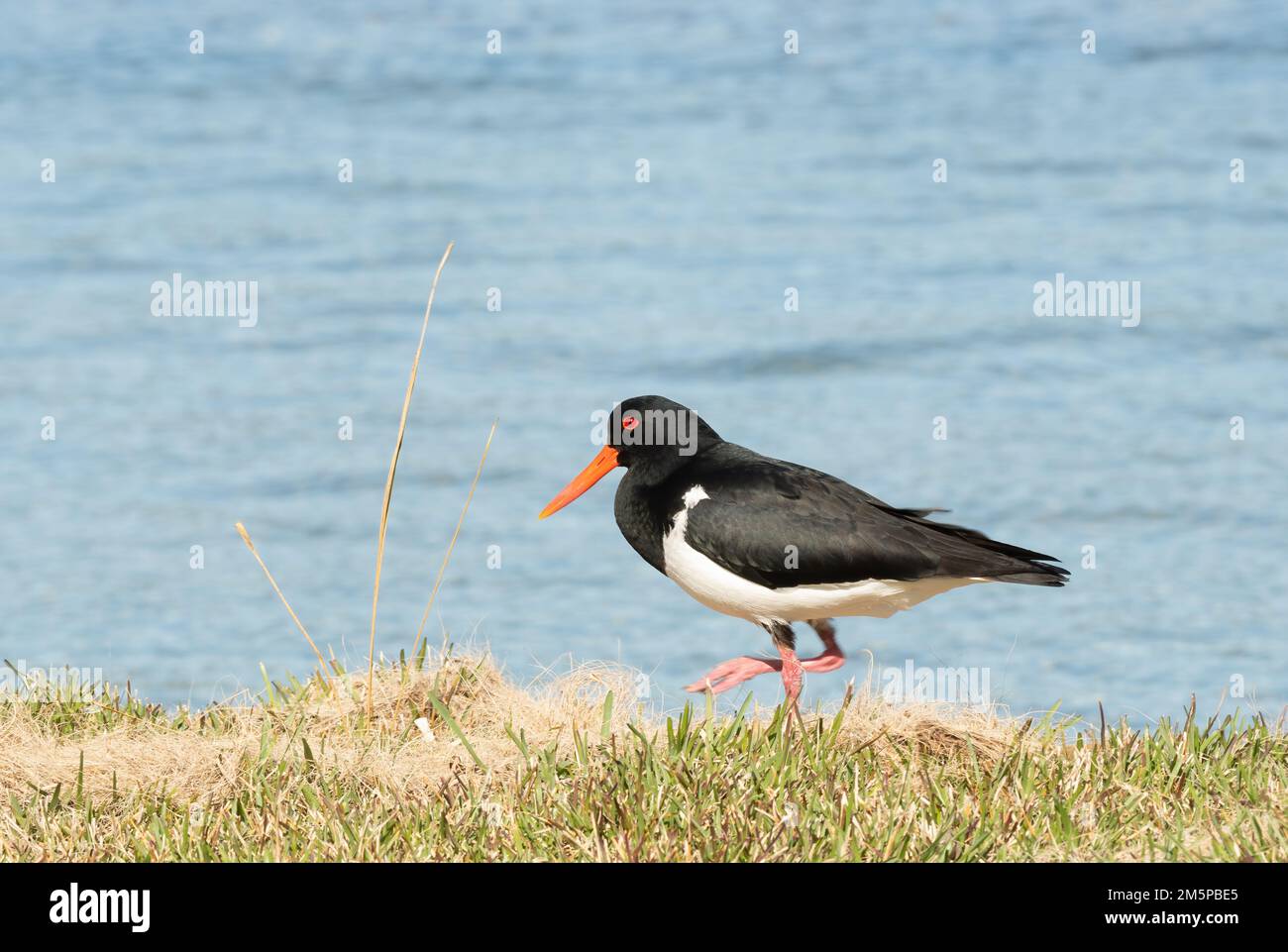 Il pied ystercatcher (Haematopus longirostris) è una specie di ystercatcher. È un uccello guado nativo dell'Australia. Foto Stock