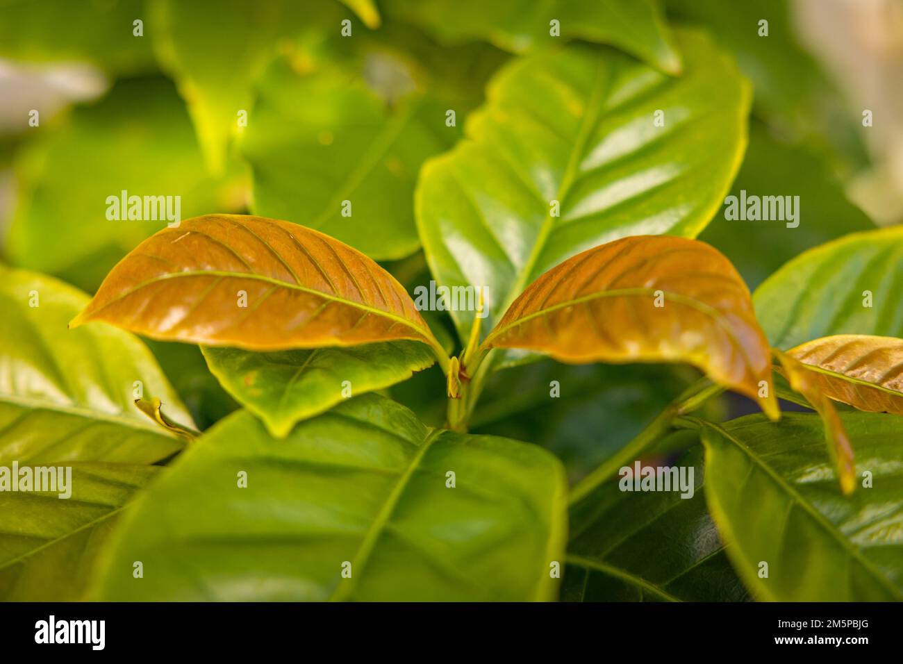 Giovane caffè pllant, foglie verdi con dettagli, primo piano, piantagione di caffè. Foto Stock