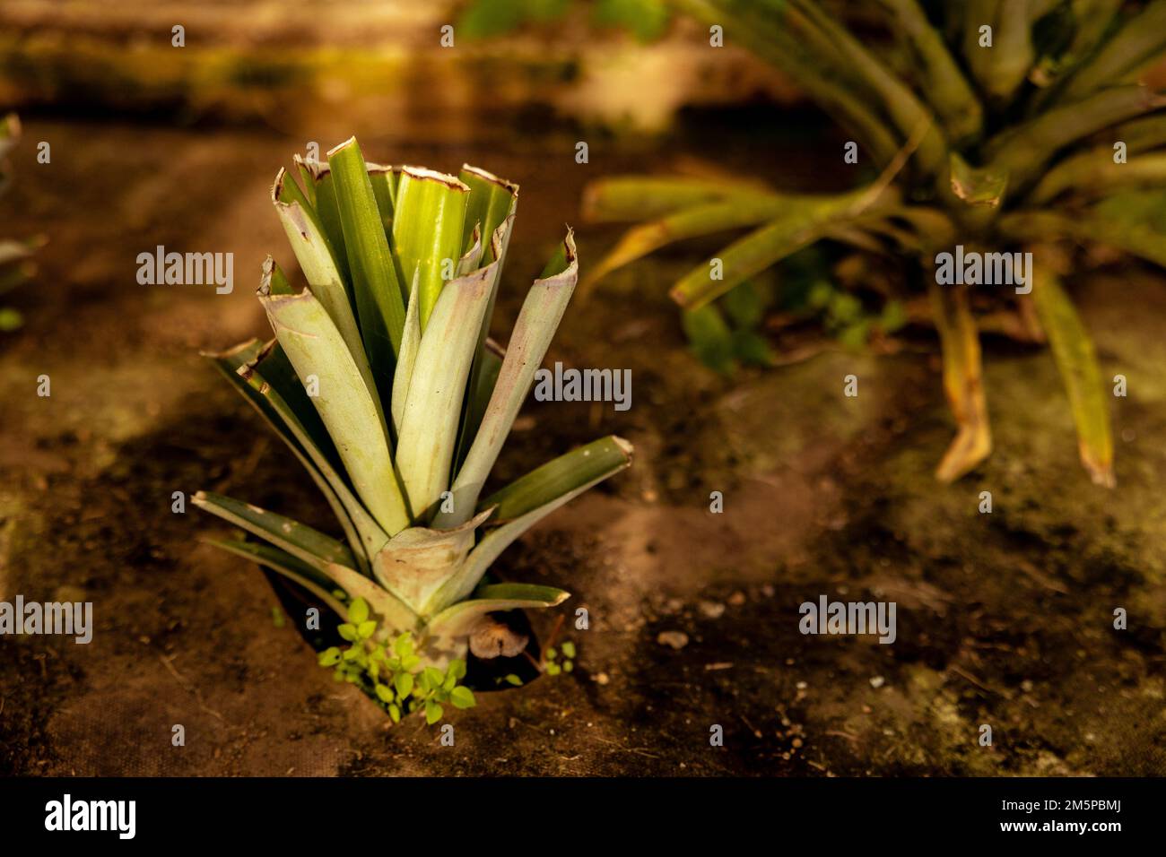 Giovane pianta di ananas, in serra alle isole Azzorre. Foto Stock