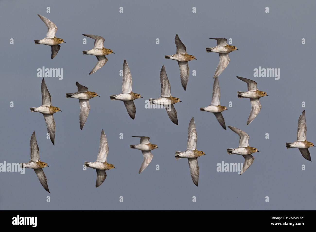 Golden Plover - Pluvialis apricaria Foto Stock