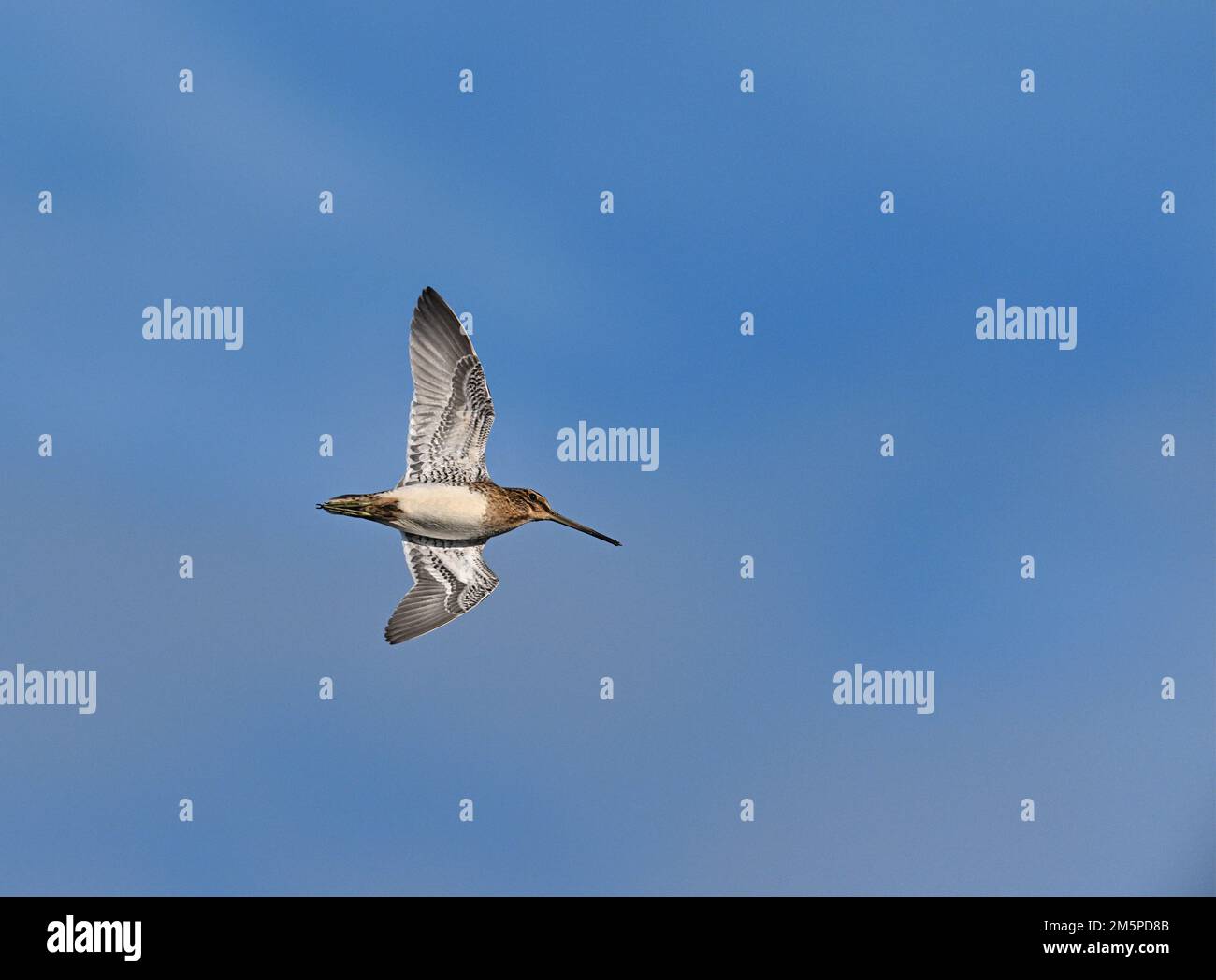 Beccaccino - Gallinago gallinago Foto Stock