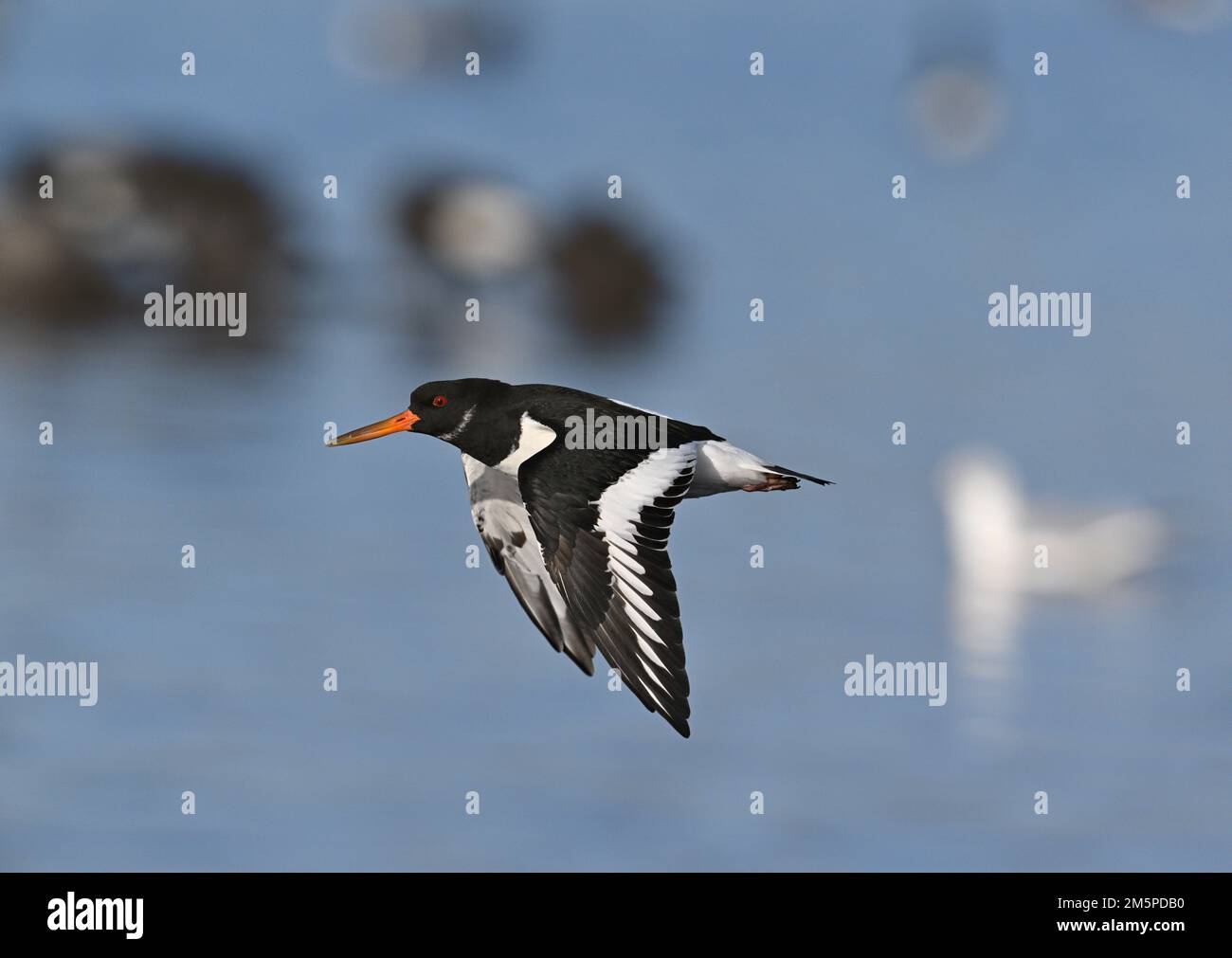 - Oystercatcher Haematopus ostralegus Foto Stock