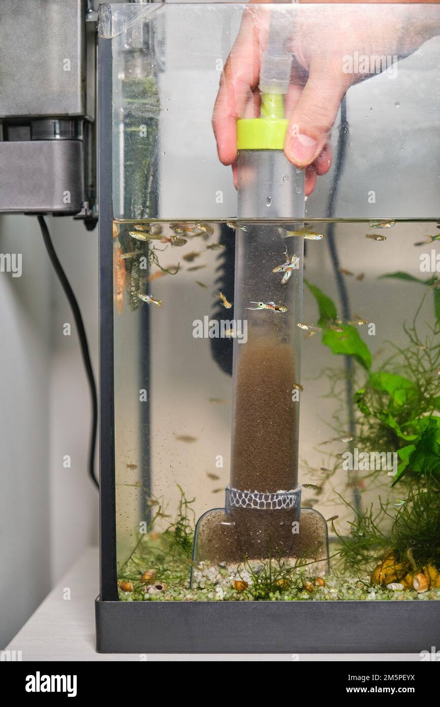 Primo piano di una mano che pompa l'acqua per pulire il substrato in un  serbatoio di pesce Foto stock - Alamy