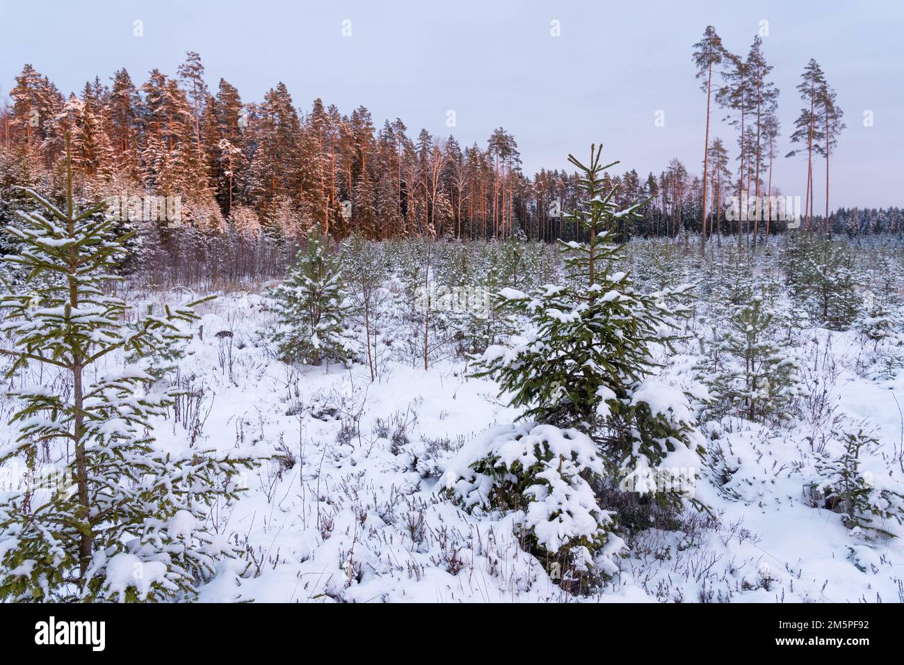 Gestito giovane bosco di conifere con pino scozzese e Norvegia Spruce e alcuni semi di alberi in background in una serata invernale in Estonia Foto Stock