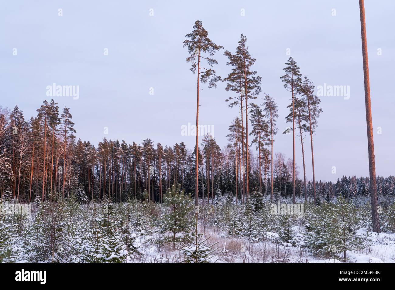 Gestito giovane bosco di conifere con pino scozzese e Norvegia Spruce e alcuni semi di alberi in background in una serata invernale in Estonia Foto Stock