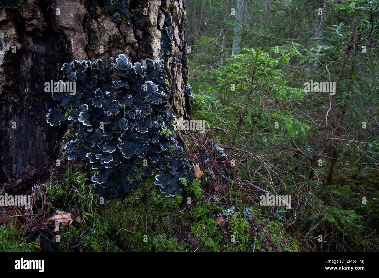 Lichen di cane che cresce su un tronco di albero in una foresta boreale in Estonia, Nord Europa Foto Stock