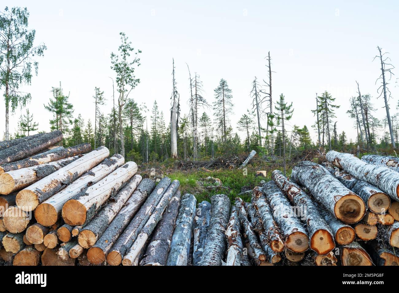 Un mucchio di tronchi di fronte ad un sito di disboscamento vicino Kuusamo, Finlandia settentrionale Foto Stock