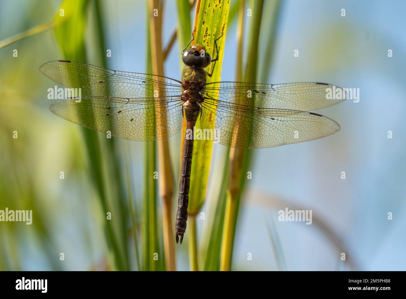 Grande Dragonfly nera in letto a canna a Mauritius Foto Stock