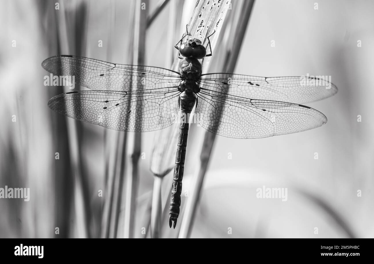 Grande Dragonfly nera in letto a canna a Mauritius Foto Stock