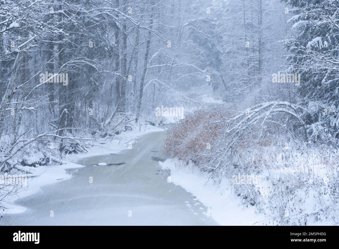 Un piccolo ruscello ghiacciato durante una nevicata nella wintry Estonia, Nord Europa Foto Stock