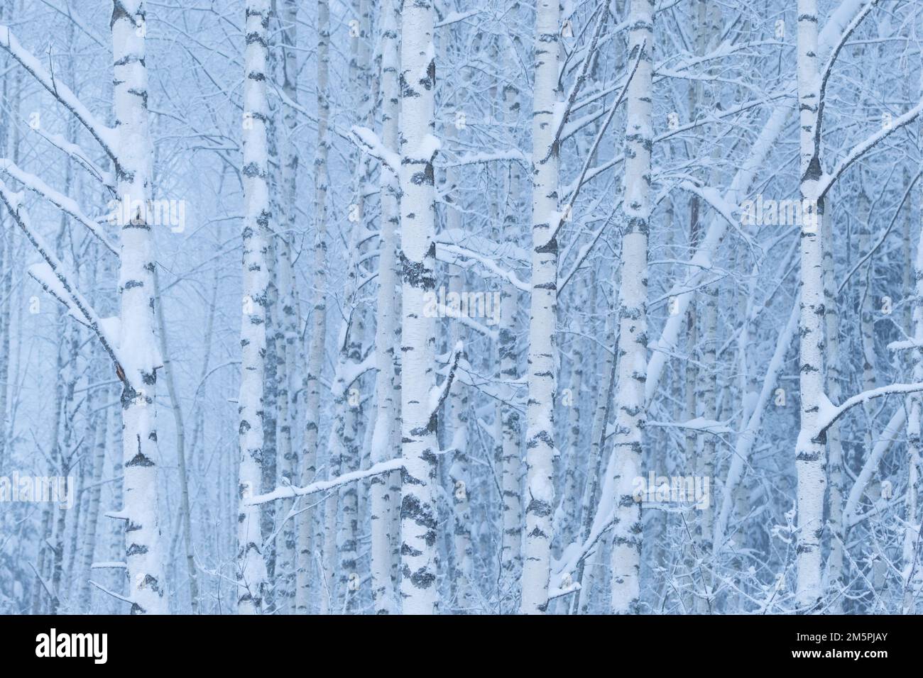Alberi di betulla argentata ricoperti di neve durante una serata invernale misteriosa in Estonia rurale, Nord Europa Foto Stock