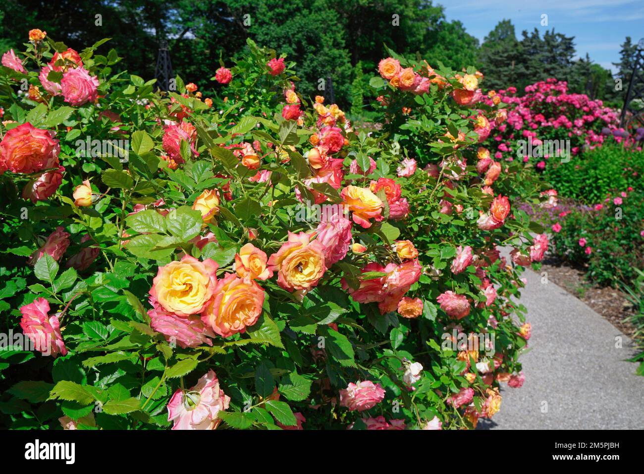 Royal Botanical Gardens a Hamilton, Canada, con grandi cespugli di rose in fiore Foto Stock