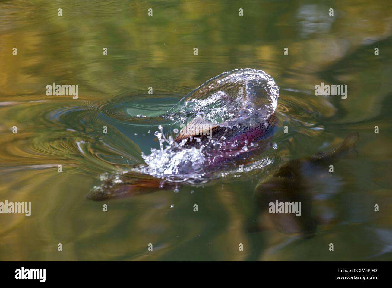 Un primo piano ad angolo alto di un pesce di trota arcobaleno che nuota in un lago Foto Stock