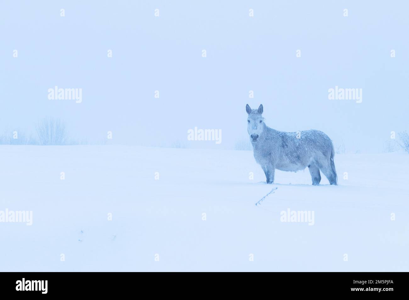 Un cavallo solitario su un campo innevato in una serata misteriosa in Estonia rurale, Nord Europa Foto Stock