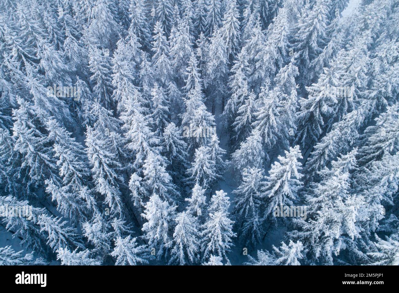 Un'antenna di una foresta di Spruce gelida e innevata in una fredda giornata invernale in Estonia, Nord Europa Foto Stock