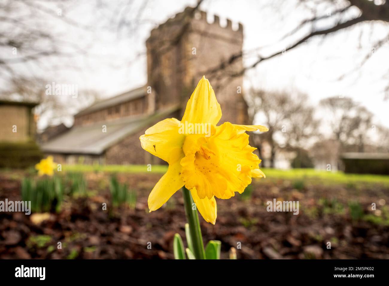 Narcisi che crescono nella settimana di Natale in un cimitero di Brighton. il 2022 è stato l'anno più caldo mai registrato in 139 anni e sarà anche il più caldo su re Foto Stock