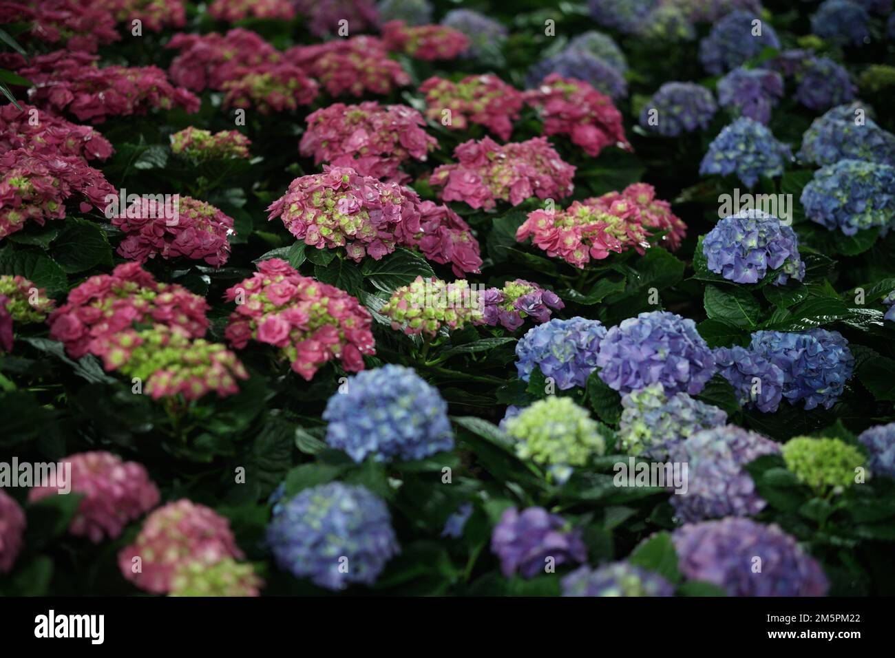 fiore orticoltura giardino di fiori di notte Foto Stock