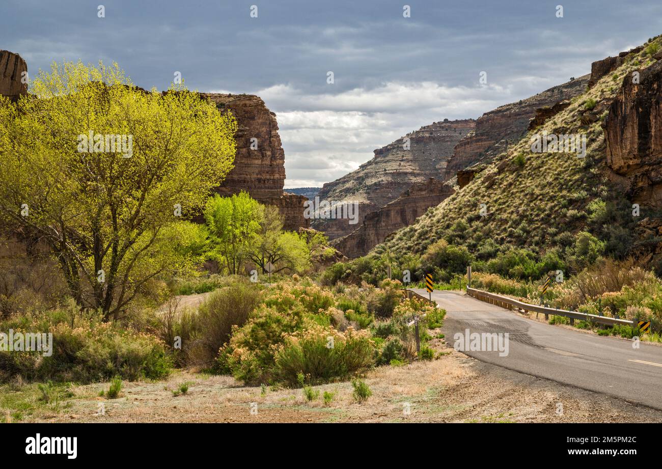 Alberi di Cottonwood, corridoio ripariano, a Nine Mile Canyon, Utah, USA Foto Stock