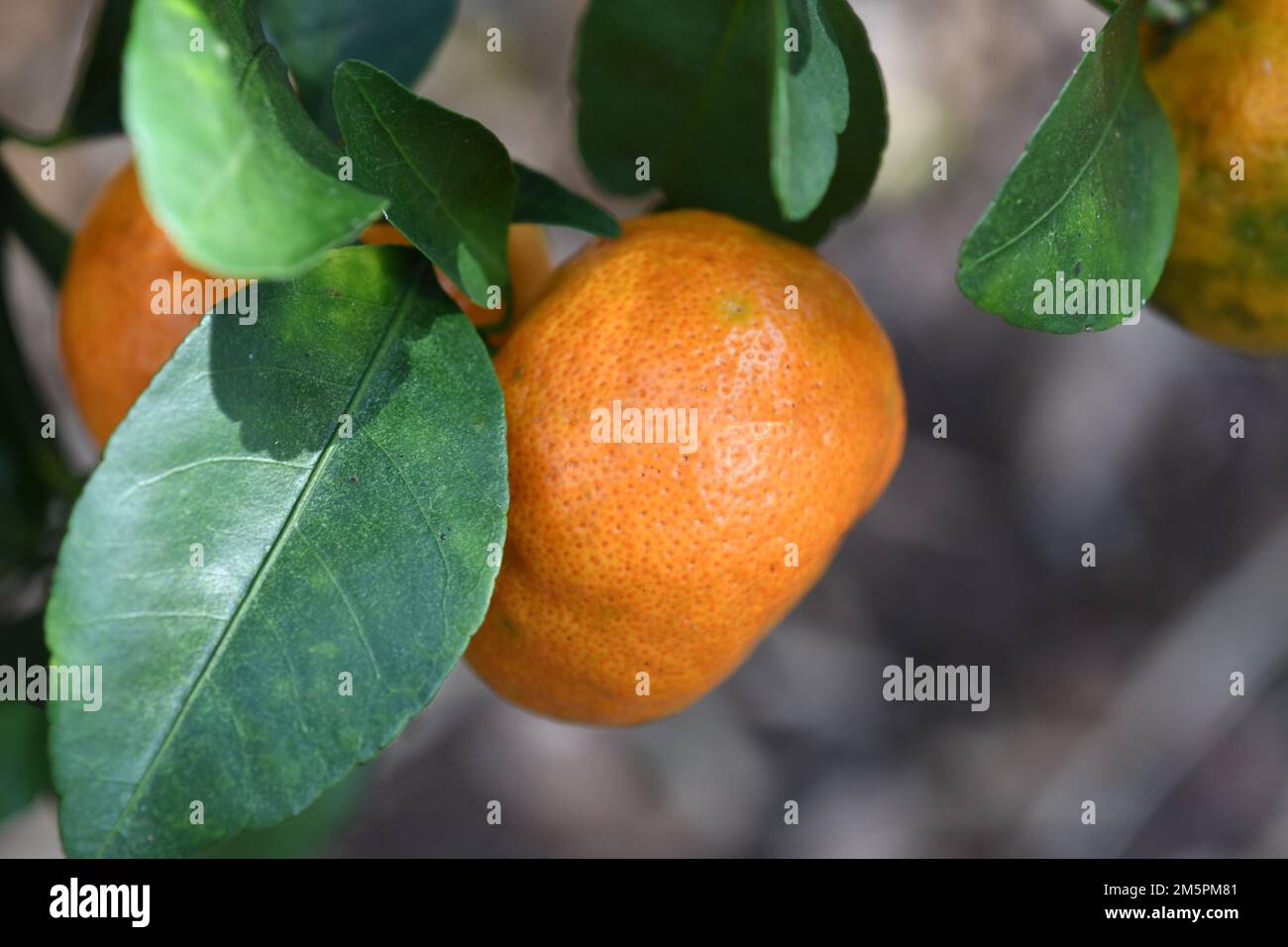 Albero di arancio della Florida Foto Stock