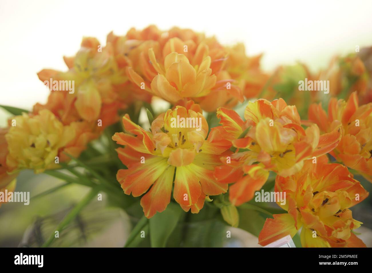 fioritura arancio tulipano fiore bouquet decorazione in vaso Foto Stock