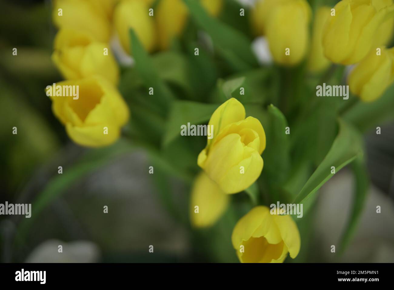 fiore giallo tulipano fiore bouquet decorazione in vaso Foto Stock