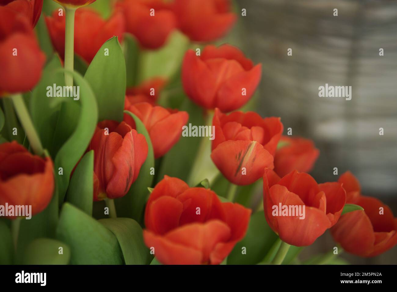 fiore rosso tulipano fiore bouquet decorazione in vaso Foto Stock