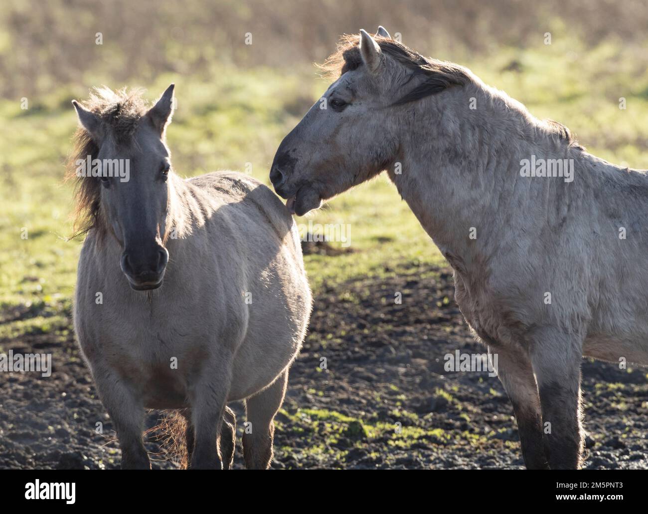 Pony Konik a Wicken Fen, Cambridgeshire, nel dicembre 2022 Foto Stock