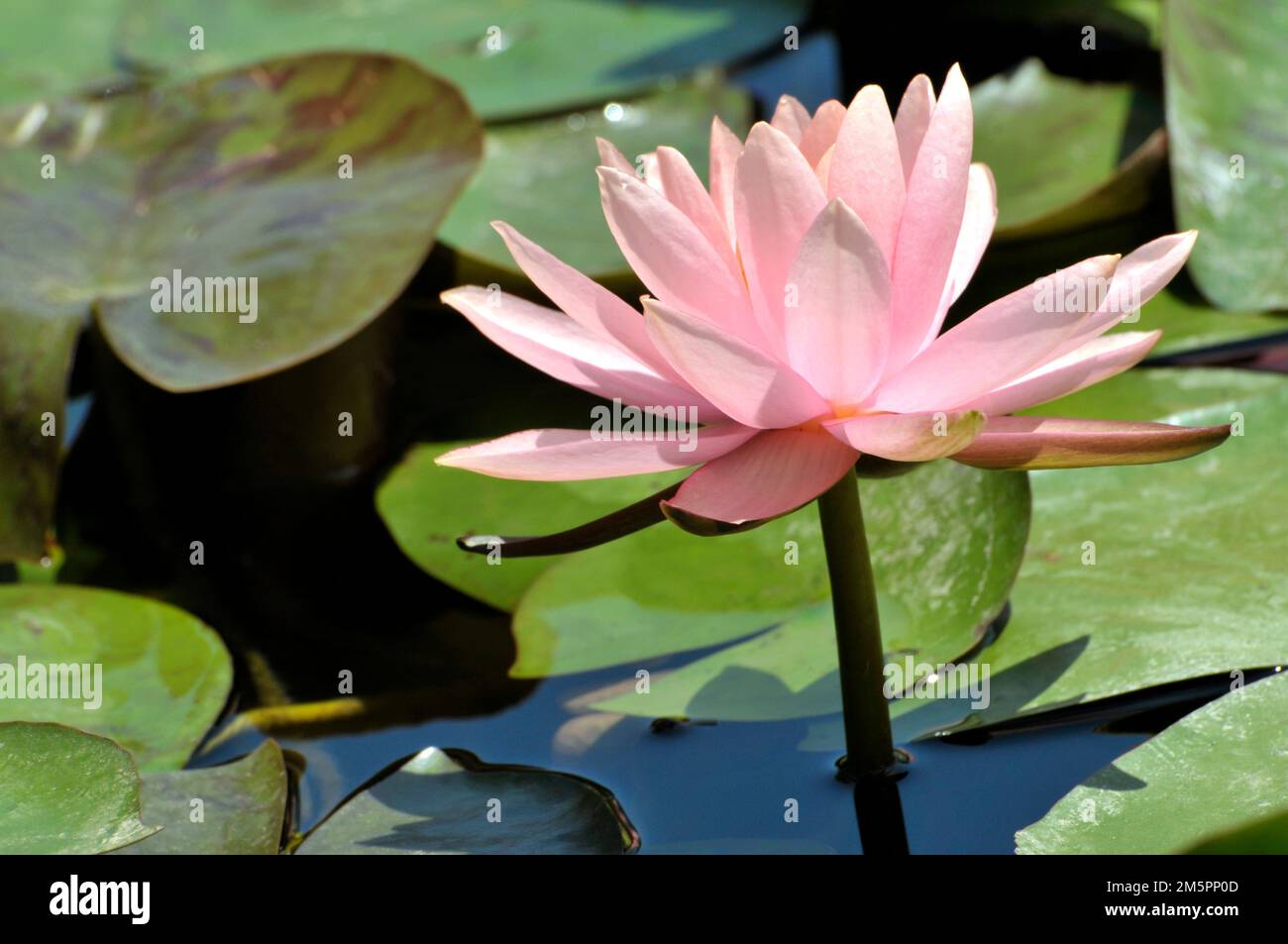 Fiori di loto in fiore Foto Stock