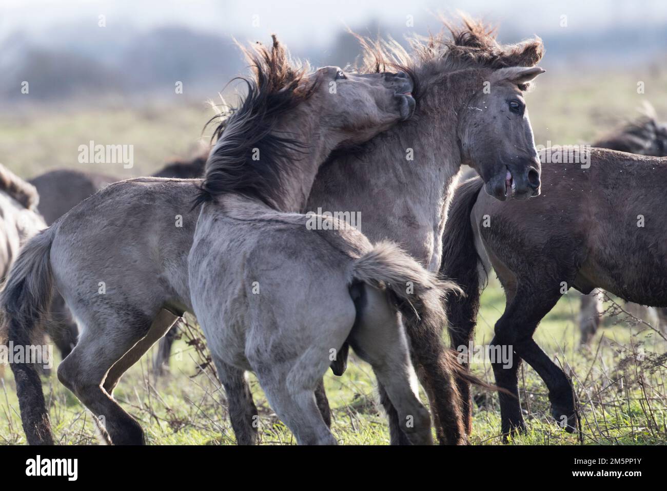 Pony Konik a Wicken Fen, Cambridgeshire, nel dicembre 2022 Foto Stock