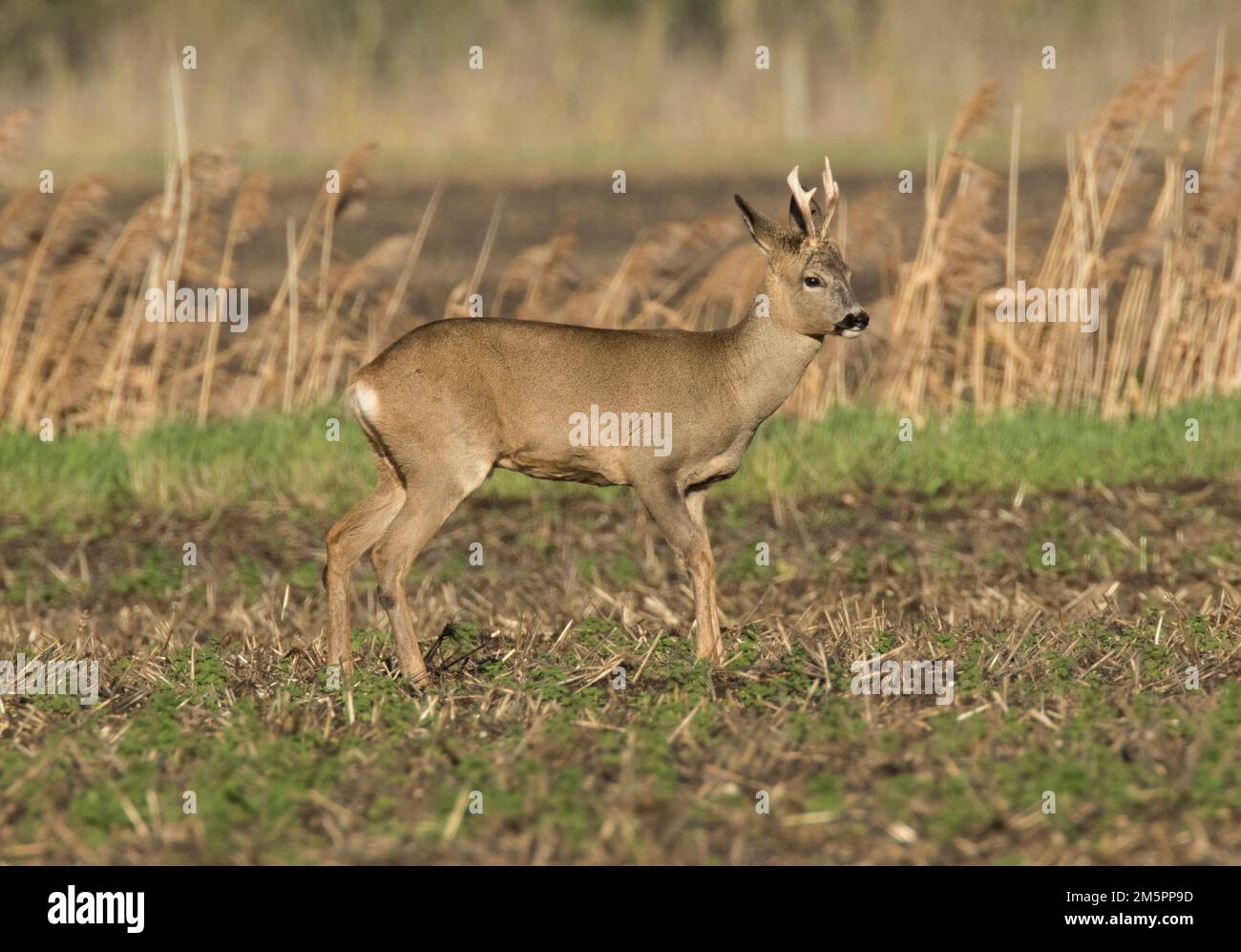 Capriolo su terreno agricolo a Wicken Fen in Cambridgeshire Foto Stock
