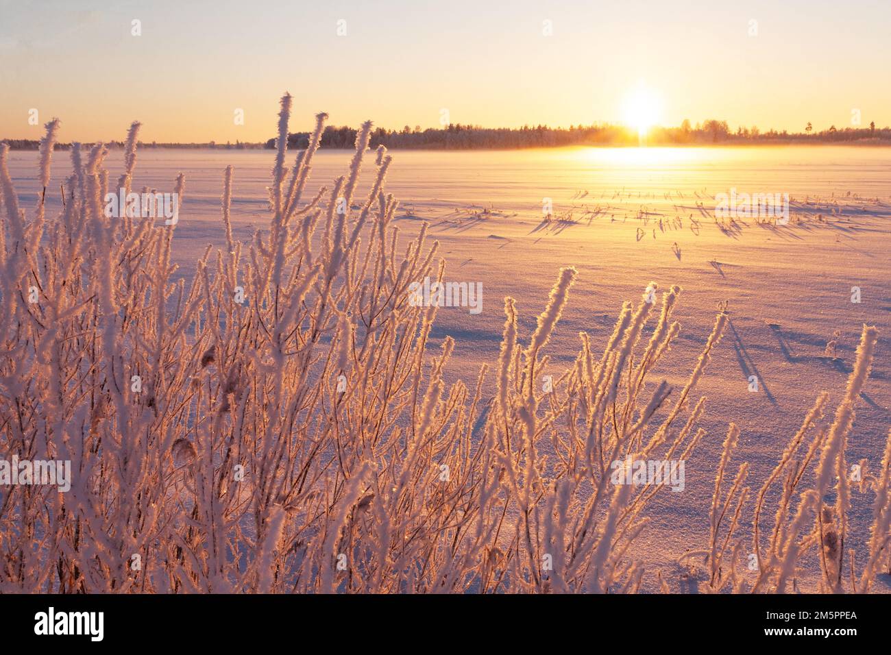 Un bush gelido in primo piano durante un tramonto avido e freddo nell'Estonia rurale, nel Nord Europa Foto Stock